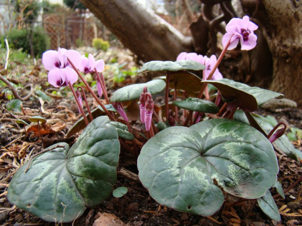 Cyclamen coum