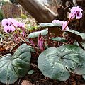 Cyclamen coum