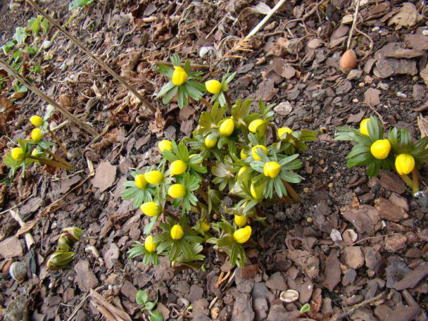 Eranthis hyemalis