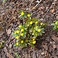 Eranthis hyemalis