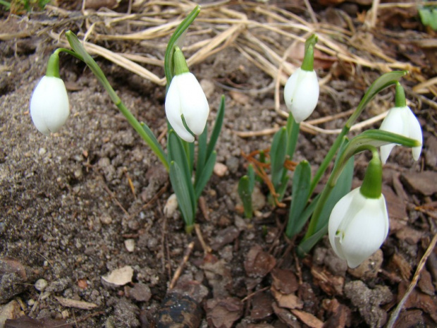 Galanthus 'Lady Beatrix Stanley'