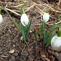 Galanthus 'Lady Beatrix Stanley'