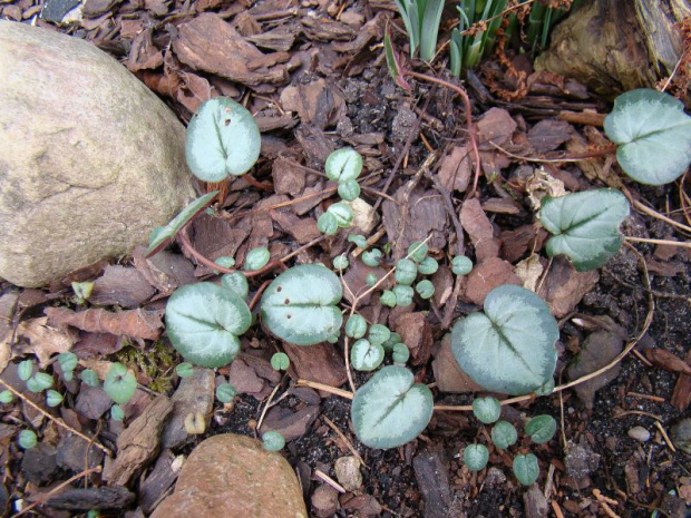 Cyclamen coum