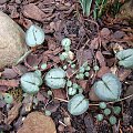 Cyclamen coum