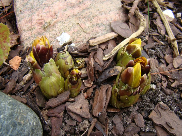 Adonis amurensis