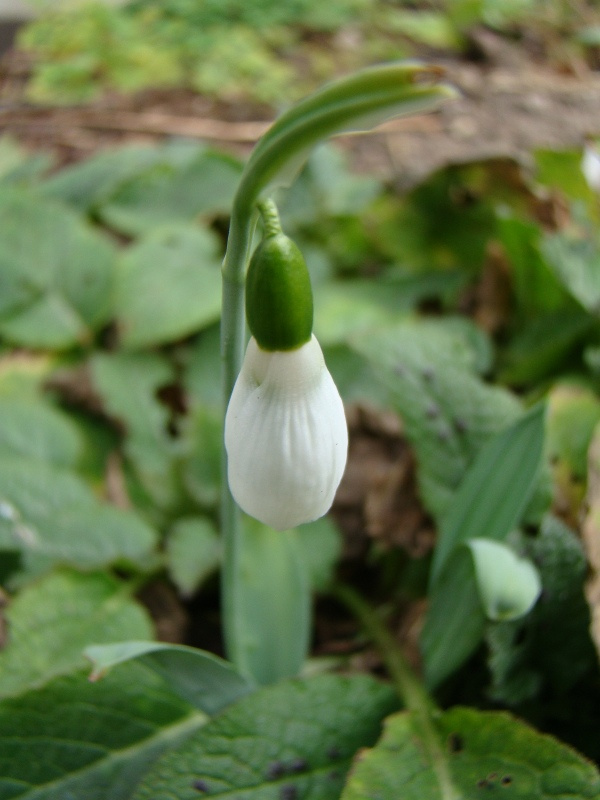 Galanthus elwesii 'Snow Fox'