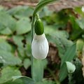 Galanthus elwesii 'Snow Fox'