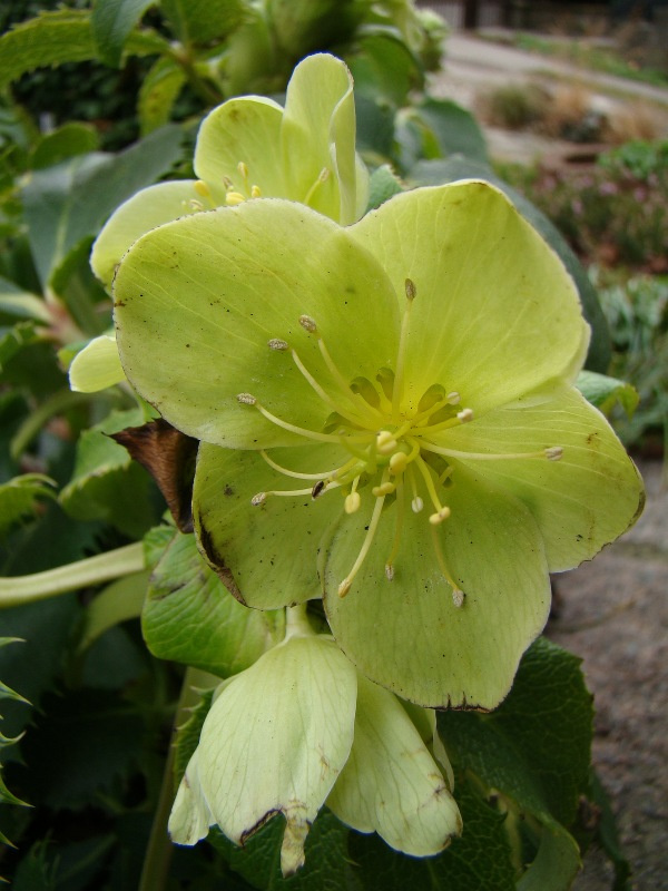 Helleborus argutifolius