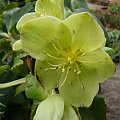 Helleborus argutifolius