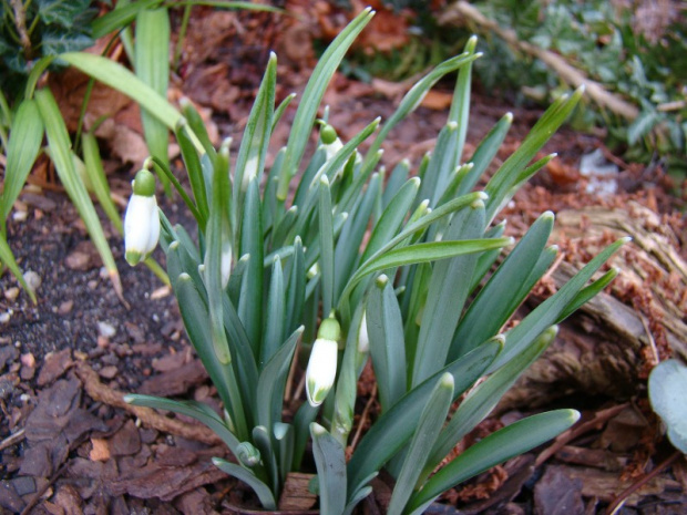 Galanthus nivalis 'Viridapice'