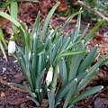 Galanthus nivalis 'Viridapice'