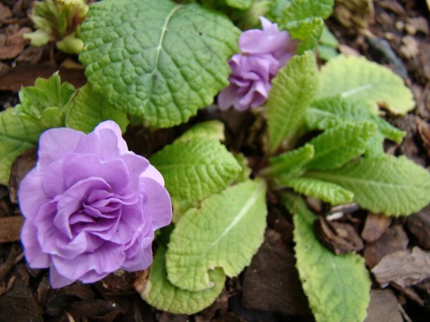 Primula vulgaris 'Lilacina Plena'