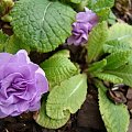 Primula vulgaris 'Lilacina Plena'