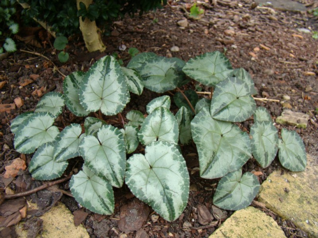 Cyclamen hederifolium