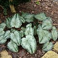 Cyclamen hederifolium