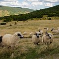 Owieczki w kolorze - z dedykacją dla Szoti
