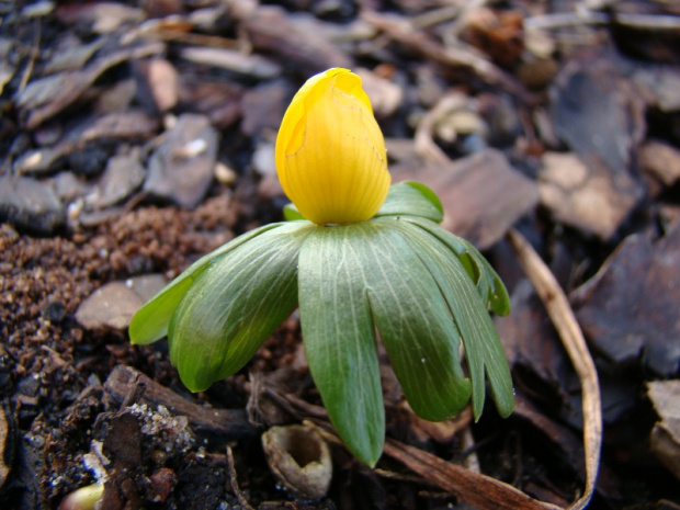 Eranthis hyemalis 'Schlyters Orange'