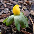 Eranthis hyemalis 'Schlyters Orange'