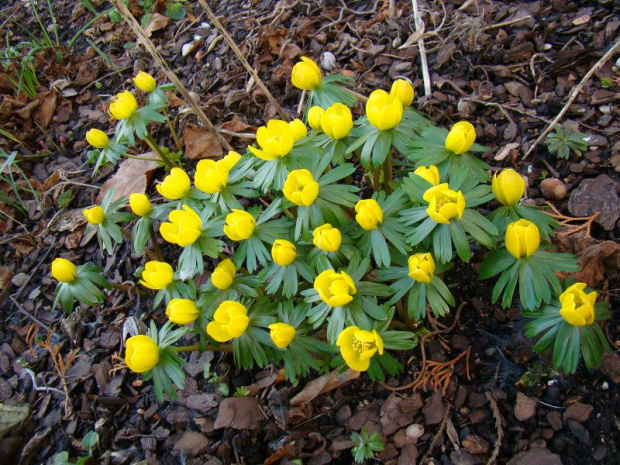 Eranthis hyemalis