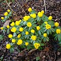 Eranthis hyemalis