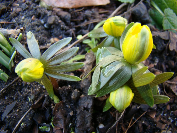 Eranthis hyemalis 'Grünling'