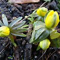 Eranthis hyemalis 'Grünling'