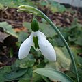 Galanthus elwesii 'Snow Fox'