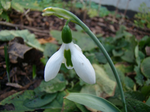 Galanthus elwesii 'Snow Fox'