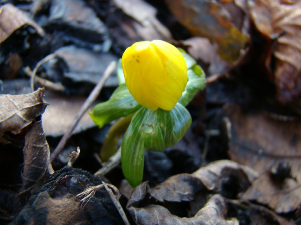 Eranthis hyemalis 'Lilka'