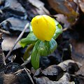 Eranthis hyemalis 'Lilka'