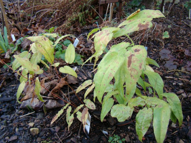 Epimedium 'Domino'