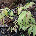 Epimedium 'Domino'