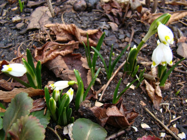 Leucojum vernum