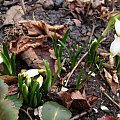 Leucojum vernum