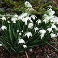 Galanthus nivalis 'Flore Pleno'