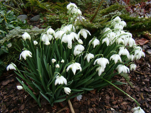 Galanthus nivalis 'Flore Pleno'