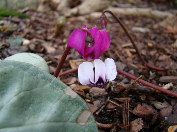 Cyclamen coum sp.