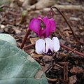 Cyclamen coum sp.