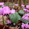 Cyclamen coum ssp. caucasicum