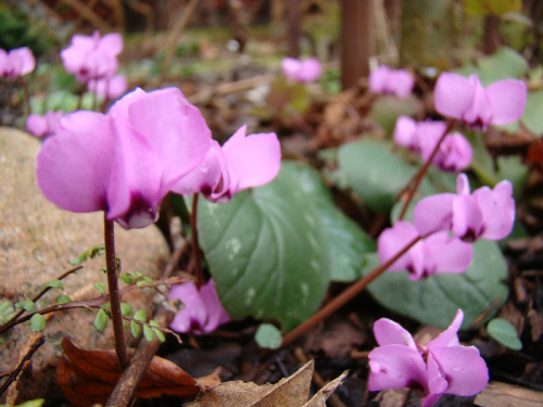 Cyclamen coum ssp. caucasicum