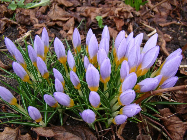 Crocus sieberi 'Firefly'