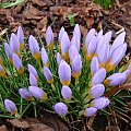 Crocus sieberi 'Firefly'