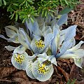 Iris 'Katharine Hodgkin'