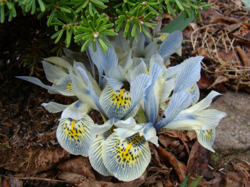 Iris 'Katharine Hodgkin'