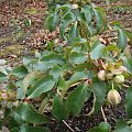 Helleborus sp