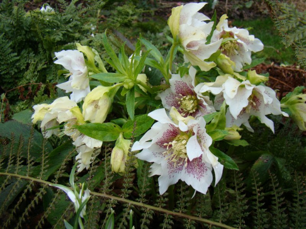 Helleborus x hybridus