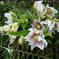 Helleborus x hybridus