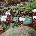 Cyclamen coum