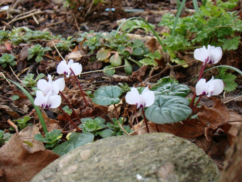 Cyclamen coum