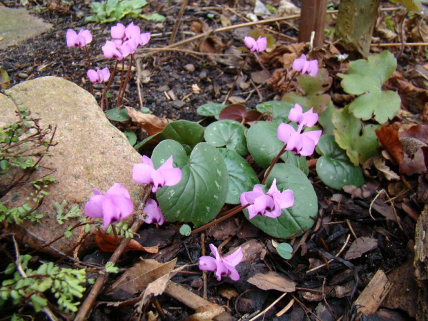 Cyclamen coum ssp. caucasicum